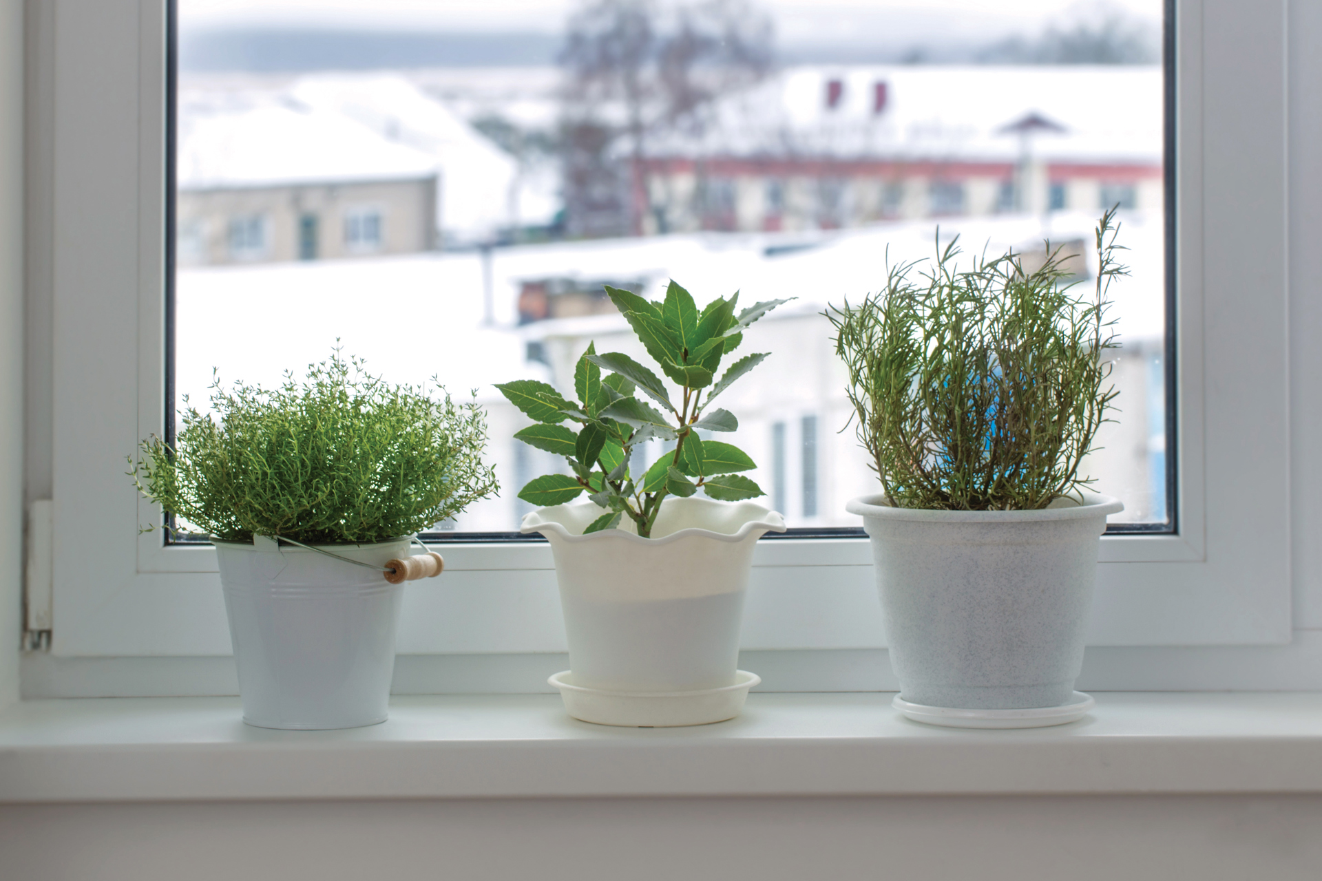 5 Houseplants To Brighten Cleveland Homes This Winter
